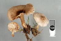 Melanoleuca exscissa var. exscissa image