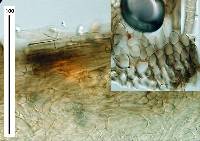 Tricholoma terreum image