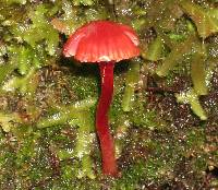 Hygrocybe firma image