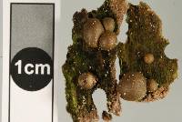 Lycogala epidendrum image