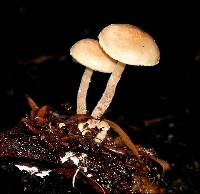 Pholiota pallidocaulis image