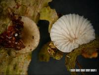 Hohenbuehelia cyphelliformis image