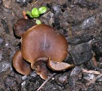 Tephrocybe atrata image