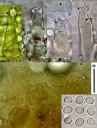 Pluteus velutinornatus image