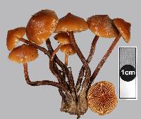 Galerina sideroides image