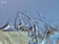 Crepidotus inconspicuus image