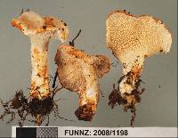 Hydnum crocidens var. wellingtonii image