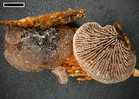 Resupinatus trichotis image