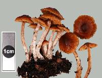 Cortinarius amblyonis image