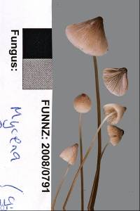 Mycena filopes image