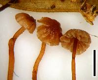 Marasmius aurantiobasalis image