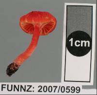 Hygrocybe miniata image