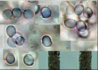Cystoderma clastotrichum image