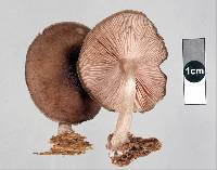 Pluteus similis image