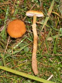 Cystoderma muscicola image