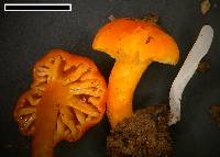 Hygrocybe cerinolutea image