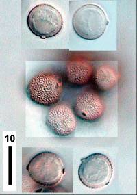 Sphacelotheca polygoni-serrulati image