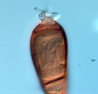 Hadrosporium dingleyae image