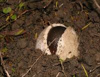 Amanita pekeoides image