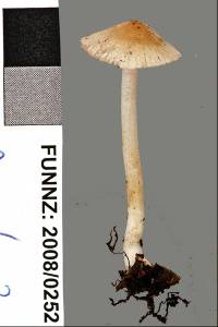 Inocybe sylvicola image