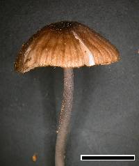 Entoloma duplocoloratum image