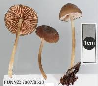 Entoloma procerum image