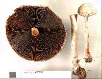 Lacrymaria asperospora image