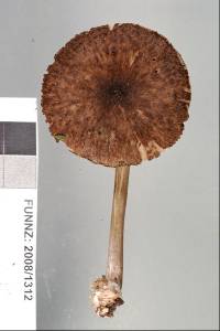 Pluteus similis image