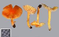 Hygrocybe julietae image