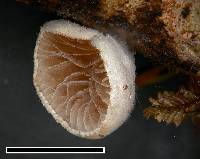 Crepidotus novae-zealandiae image