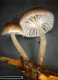 Roridomyces austrororidus image