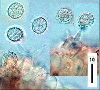 Laccaria fibrillosa image