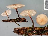 Marasmiellus omphaloides image