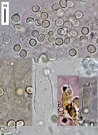 Conchomyces bursiformis image