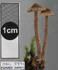 Inocybe tenax image