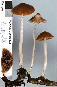 Psathyrella prona image