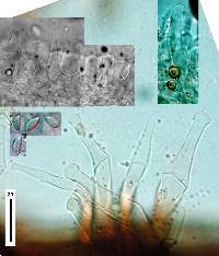 Gloiocephala nothofagi image