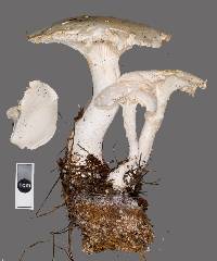 Image of Leucopaxillus paradoxa