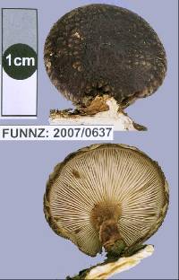 Lentinula novae-zelandiae image