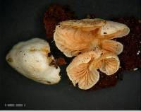 Crepidotus gilvidus image