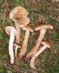 Tricholoma psammopus image