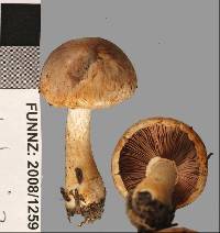 Agaricus dulcidulus image