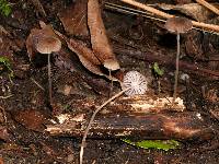 Mycena helminthobasis var. novae-zelandiae image