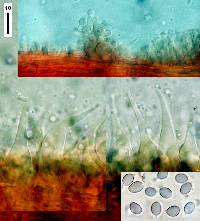 Mycena mariae image