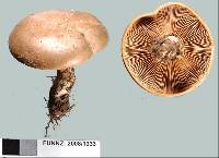 Lepista panaeolus image