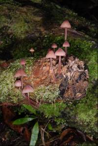 Mycena mariae image