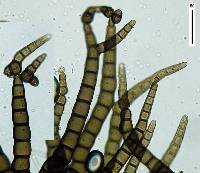 Ophiocapnocoma phloiophilia image