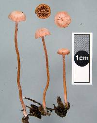 Laccaria glabripes image