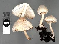 Leucocoprinus cepistipes image