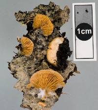 Crepidotus praecipuus image